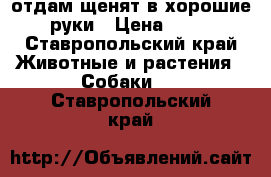 отдам щенят в хорошие руки › Цена ­ 10 - Ставропольский край Животные и растения » Собаки   . Ставропольский край